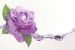 Wallpapers purple rose with water elements