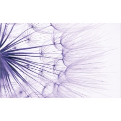 Wallpapers big dandelion  in purple