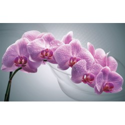 Wallpapers mural purple orchid branch on a gray background 2