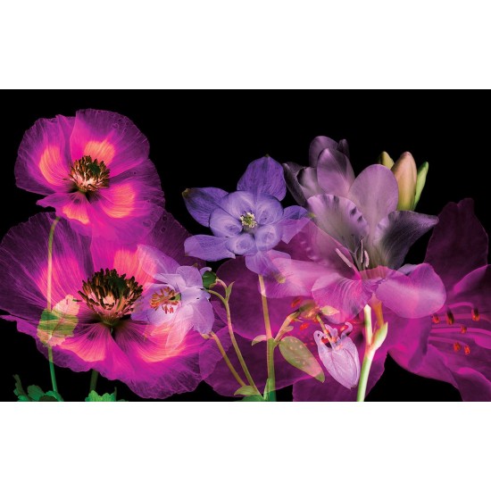 Wall murals ethereal composition of flowers on a black background