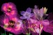 Wall murals ethereal composition of flowers on a black background