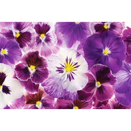 Photo mural gentle bouquet of purple violets