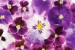 Photo mural gentle bouquet of purple violets