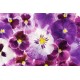 Photo mural gentle bouquet of purple violets