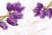 Photo mural purple tulips on a soft background with feathers