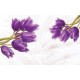 Photo mural purple tulips on a soft background with feathers Photo mural purple tulips on a soft background with feathers