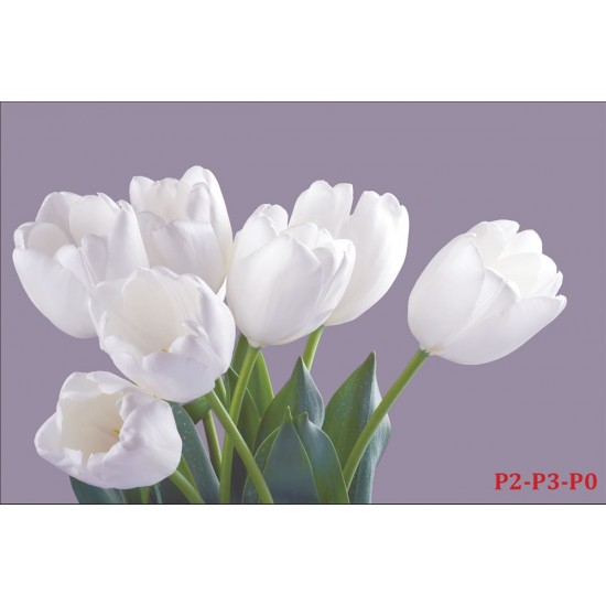 Photo mural bouquet from white tulips on purple background Photo mural bouquet from white tulips on purple background