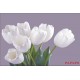 Photo mural bouquet from white tulips on purple background Photo mural bouquet from white tulips on purple background