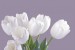 Photo mural bouquet from white tulips on purple background