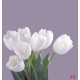 Photo mural bouquet from white tulips on purple background Photo mural bouquet from white tulips on purple background
