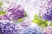 Photo mural delicate hydrangeas in purple range