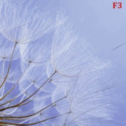Wall mural wonderfully spread dandelion on a purple background