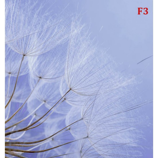 Wall mural wonderfully spread dandelion on a purple background Wall mural wonderfully spread dandelion on a purple background