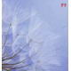 Wall mural wonderfully spread dandelion on a purple background Wall mural wonderfully spread dandelion on a purple background