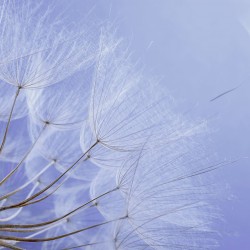 Wall mural wonderfully spread dandelion on a purple background