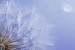 Wall mural wonderfully spread dandelion on a purple background