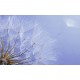 Wall mural wonderfully spread dandelion on a purple background Wall mural wonderfully spread dandelion on a purple background