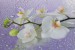 Photo mural orchid branch in purple background with water drops