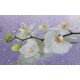Photo mural orchid branch in purple background with water drops Photo mural orchid branch in purple background with water drops