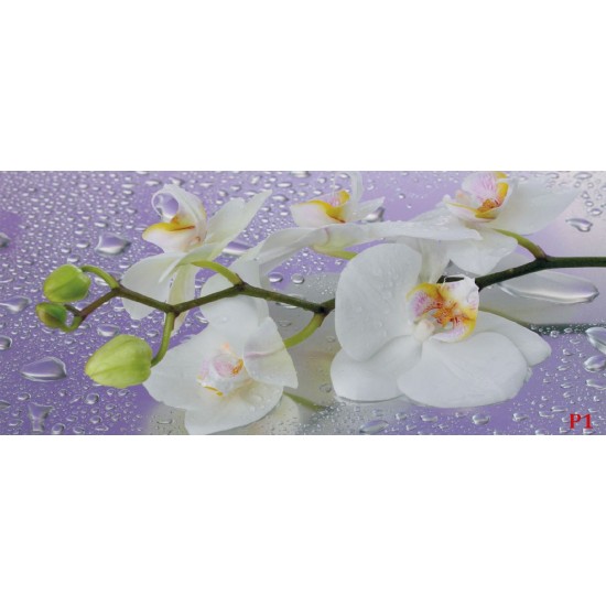 Photo mural orchid branch in purple background with water drops Photo mural orchid branch in purple background with water drops