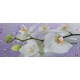 Photo mural orchid branch in purple background with water drops Photo mural orchid branch in purple background with water drops