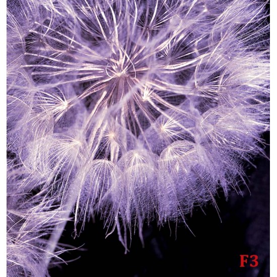 Photo mural purple dandelions on a black base background
