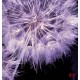 Photo mural purple dandelions on a black base background