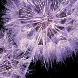 Photo mural purple dandelions on a black base background Photo mural purple dandelions on a black base background