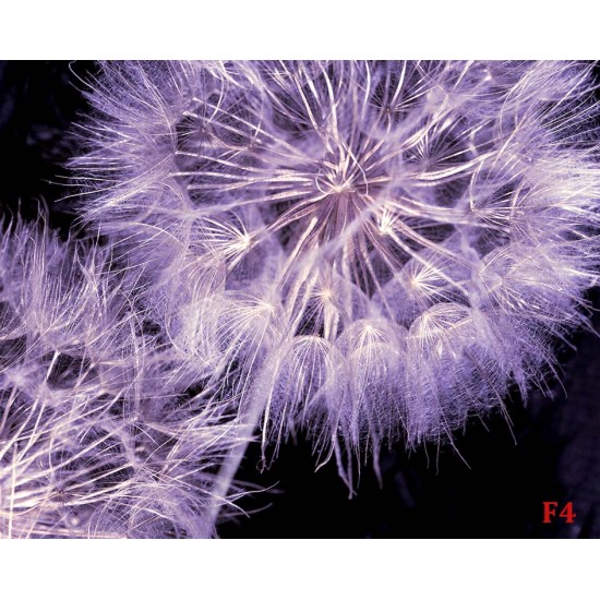 Photo mural purple dandelions on a black base background