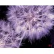Photo mural purple dandelions on a black base background