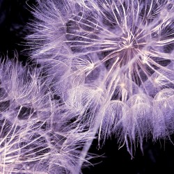 Photo mural purple dandelions on a black base background