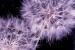 Photo mural purple dandelions on a black base background