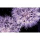Photo mural purple dandelions on a black base background