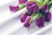 Photo mural purple tulips bunch of satin based