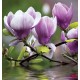 Wallpapers mural purple magnolia