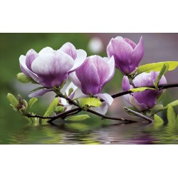 Wallpapers mural purple magnolia Wallpapers mural purple magnolia