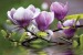 Wallpapers mural purple magnolia