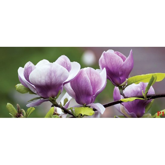 Wallpapers mural purple magnolia