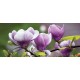 Wallpapers mural purple magnolia