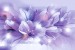 Wall mural composition of flowers in purple gamut