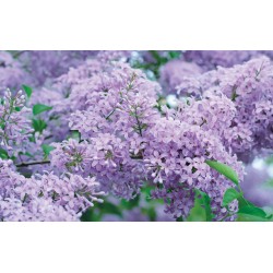 Wallpapers mural purple lilac twig