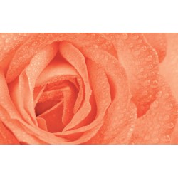 Wall murals big orange rose with water drops