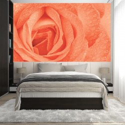 Wall murals big orange rose with water drops
