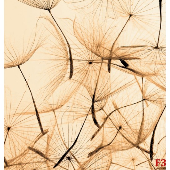 Wall murals orange dandelion scattered Wall murals orange dandelion scattered