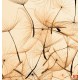 Wall murals orange dandelion scattered Wall murals orange dandelion scattered