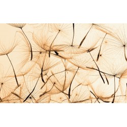 Wall murals orange dandelion scattered