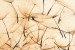Wall murals orange dandelion scattered