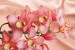 Photo mural coral orchid background silk in 2 colors