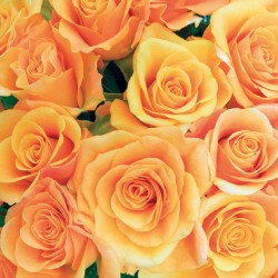 Wallpapers lovely bouquet from roses in orange