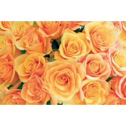 Wallpapers lovely bouquet from roses in orange